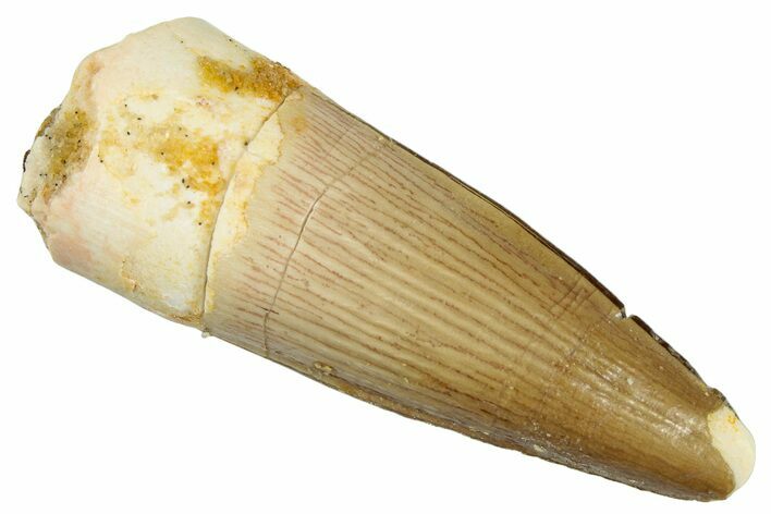 Fossil Spinosaurus Tooth - Real Dinosaur Tooth #292687